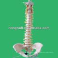 Spine humaine flexible à vie, modèle d'enseignement médical vertébral